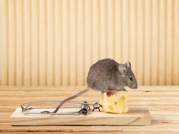 Ratón gris y trampa del ratón — Foto de Stock