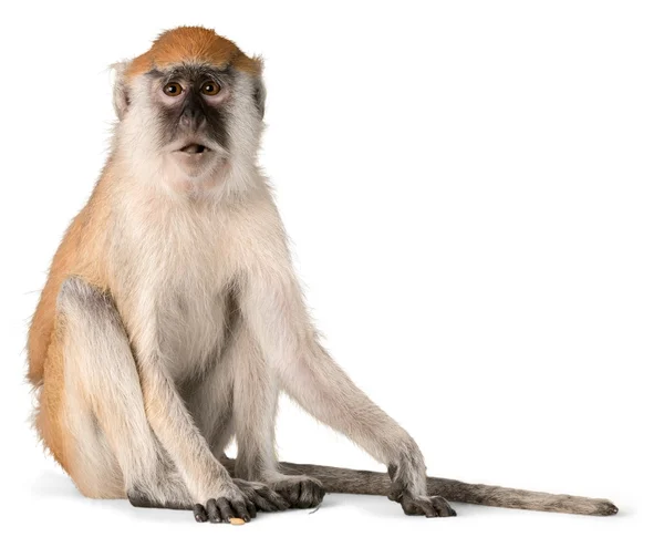 Cute Monkey animal — Stock Photo, Image