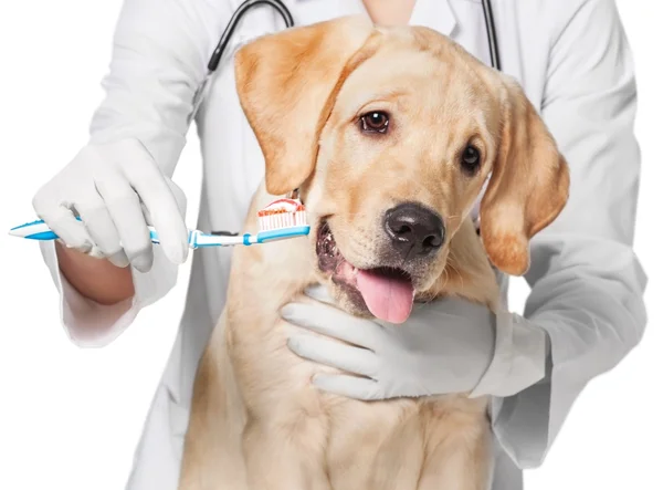 Doctor brushing dog's teeth — Stock Photo, Image