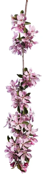 Sakura blühender Zweig — Stockfoto