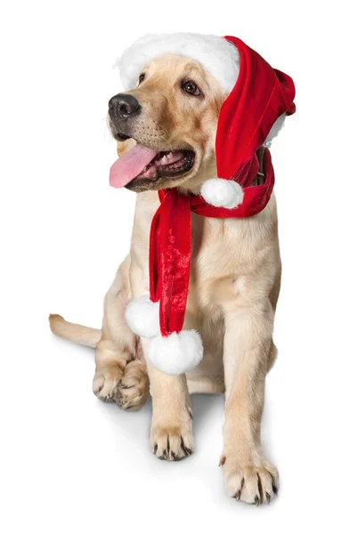 Labrador retriever vestindo um chapéu de Santa — Fotografia de Stock