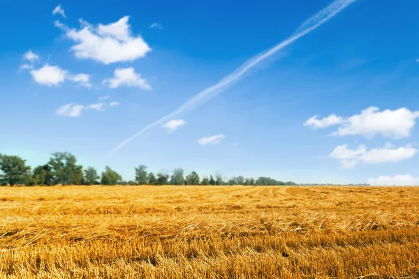 Paisaje de verano con campo de trigo —  Fotos de Stock
