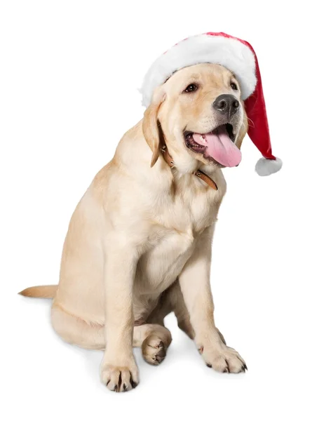 Cão usando um chapéu de Pai Natal — Fotografia de Stock