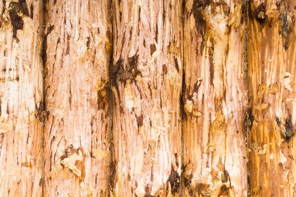 Träd stammar textur — Stockfoto