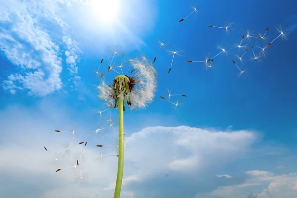 Dandelion seeds isolated — Stock Photo, Image