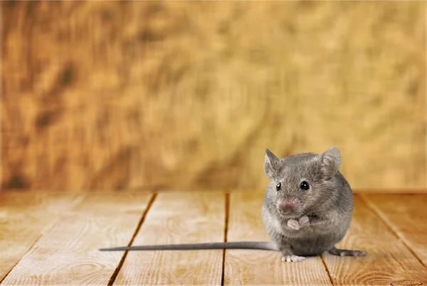 gray mouse   on  background