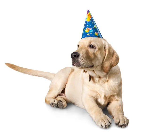 Hond een feest hoed te dragen — Stockfoto