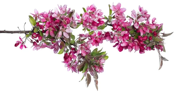 Sakura blühender Zweig — Stockfoto