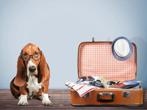 Basset Hound perro y bolsa de viaje — Foto de Stock