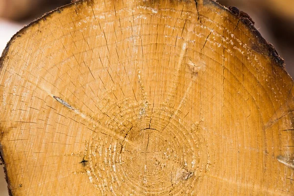 Corte tronco de árbol — Foto de Stock