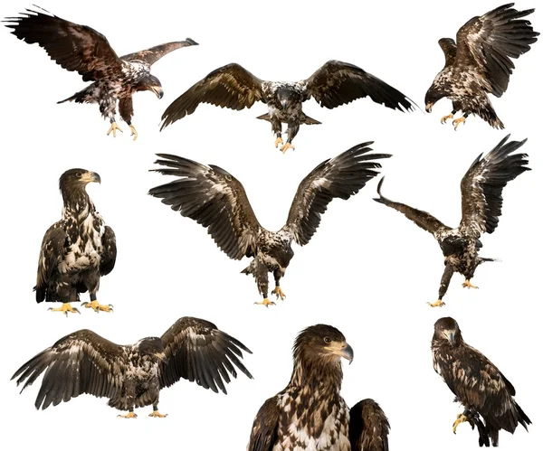 Hawk isolerad på bakgrunden — Stockfoto