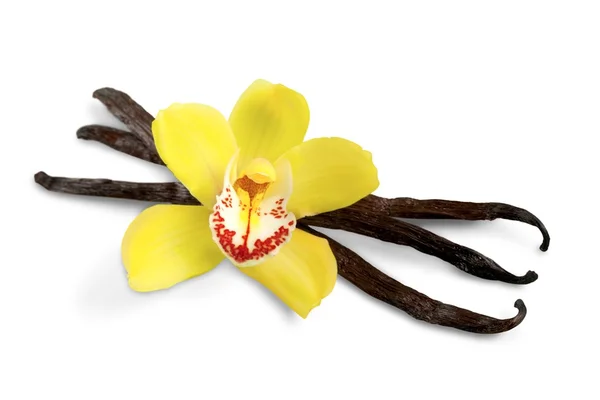 Vanilleschoten mit Orchideenblüte — Stockfoto