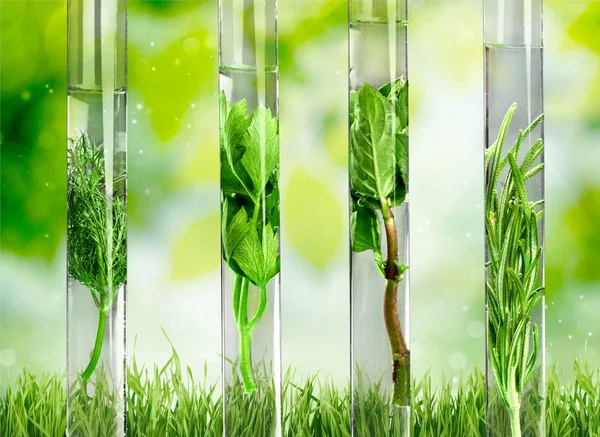 Herbal in test tubes. — Stock Photo, Image