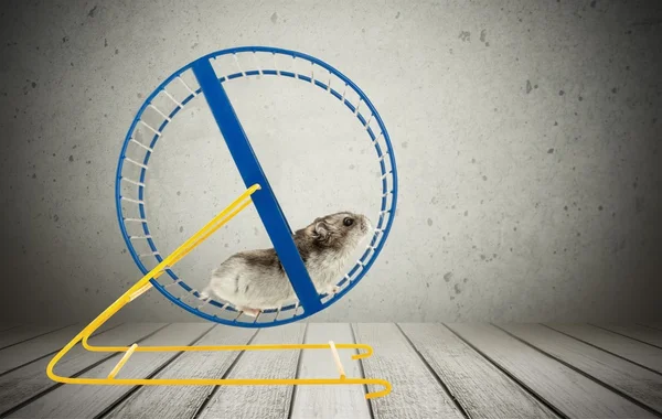 Hamster running in circle — Stock Image Hamster running in circle Royalty Free Stock Photos
