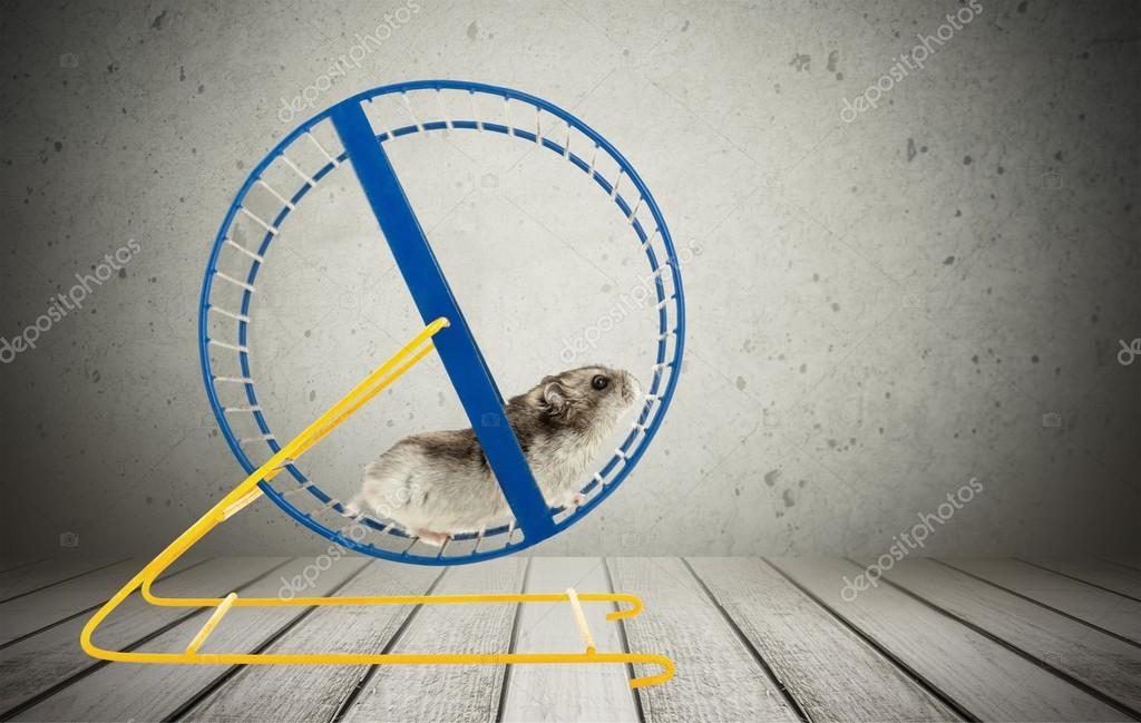 Hamster running in circle — Stock Photo © billiondigital 114726040