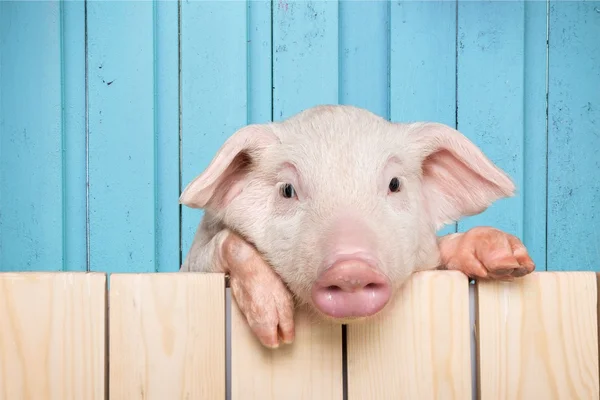 Piglet animal hanging on a fence — Stock Photo, Image