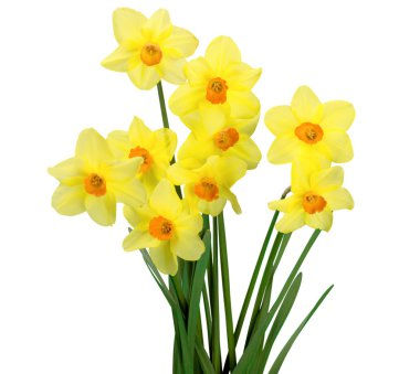 Daffodils isolated on white background clipart