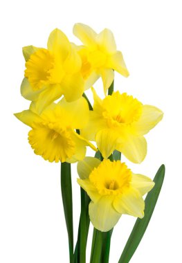 Yellow Daffodil flowers clipart