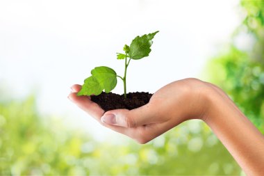 Yeşil bitki insan elinde