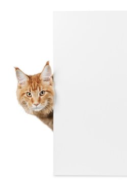 Boş oyun kağıdı ile çok güzel kırmızı kedi