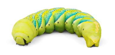 caterpillar yakın çekim