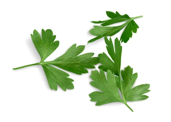 Fresh parsley on background — Stock Photo, Image