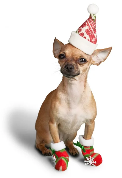 Cane chihuahua in cappello Babbo Natale — Foto Stock