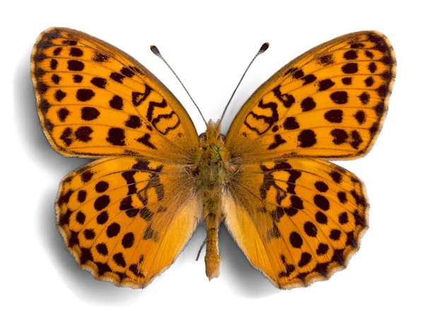 Roztomilý motýl zvíře — Stock fotografie