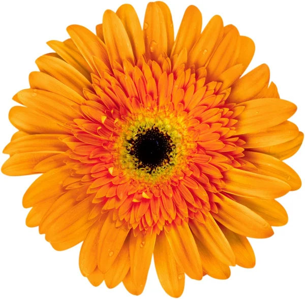 Gerber daisy flower — Stockfoto