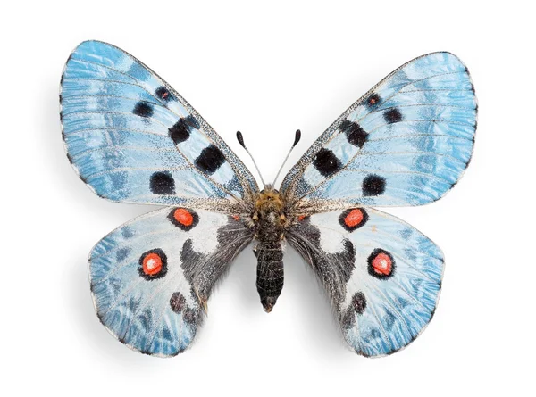 Cute  butterfly  animal — Stock Photo, Image