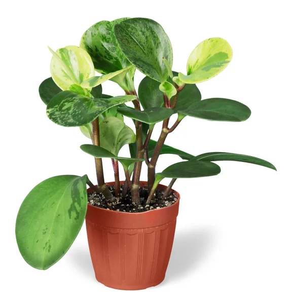 Aureum plant on  background — Stock Photo, Image