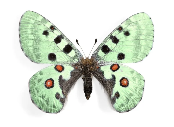 Cute  butterfly  animal — Stock Photo, Image