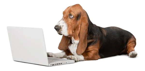 Basset cão cão de caça com laptop — Fotografia de Stock