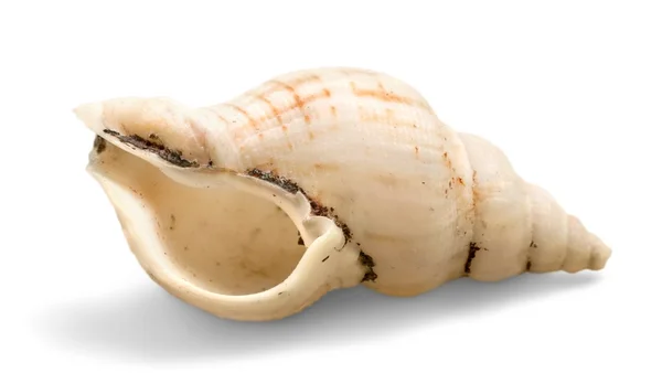 Close up van shell van de Oceaan — Stockfoto