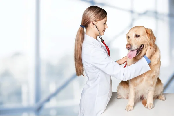 Belo veterinário jovem com cão — Fotografia de Stock