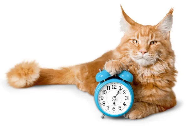 Adorable gato rojo con reloj —  Fotos de Stock