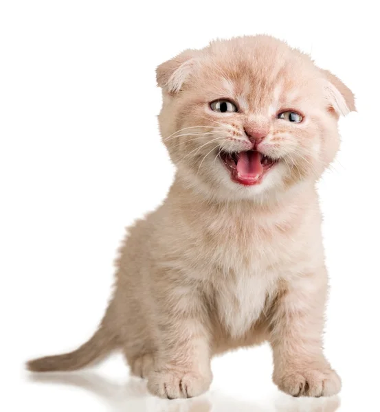 Симпатичный котенок на фоне — стоковое фото