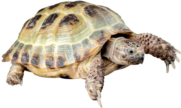 Sköldpadda på en vit bakgrund — Stockfoto