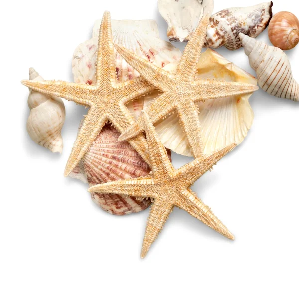 Stelle marine e conchiglie isolate — Foto Stock