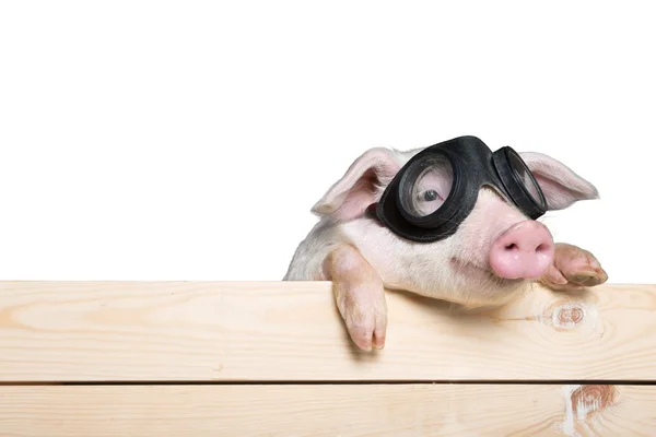 Bebe Cochon Images Libres De Droit Photos De Bebe Cochon Depositphotos Bebe Cochon Images Libres De Droit Photos De Bebe Cochon Depositphotos