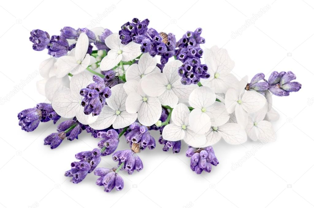 bunch of lavender on white 