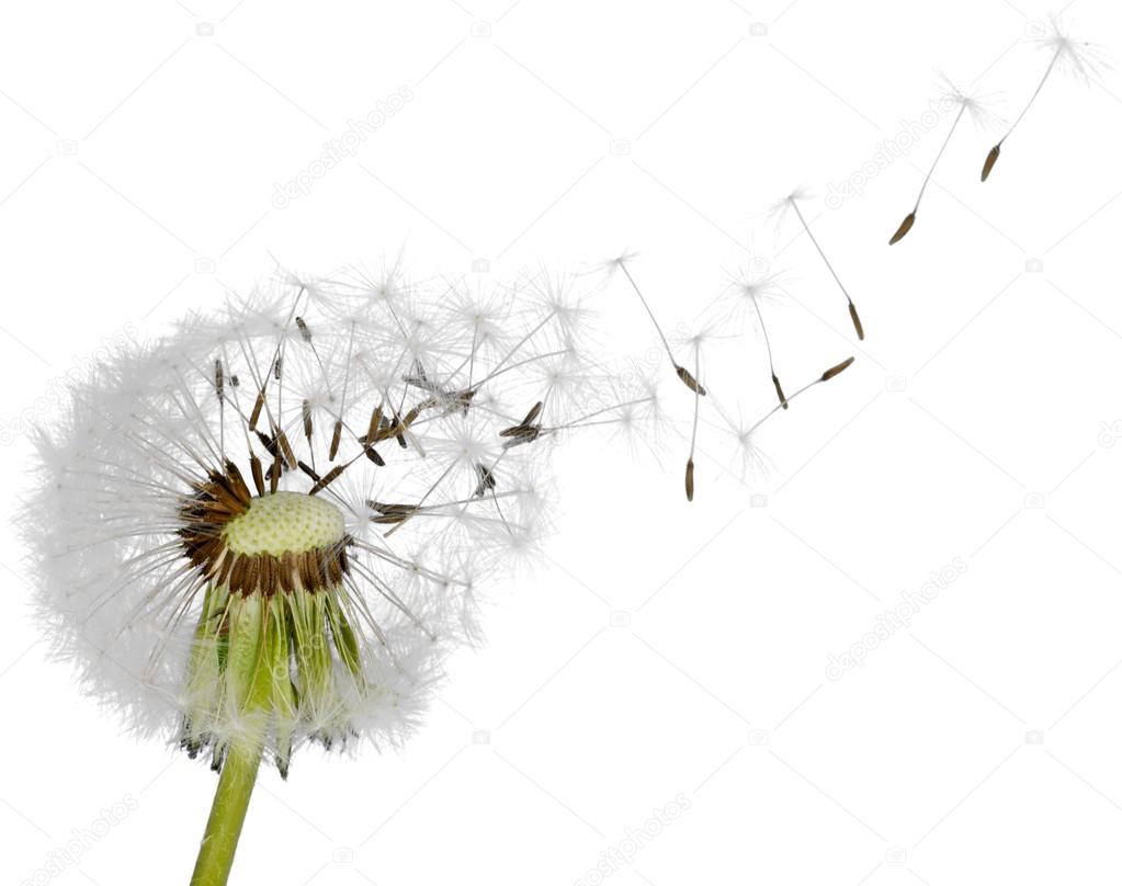  dandelion seeds isolated