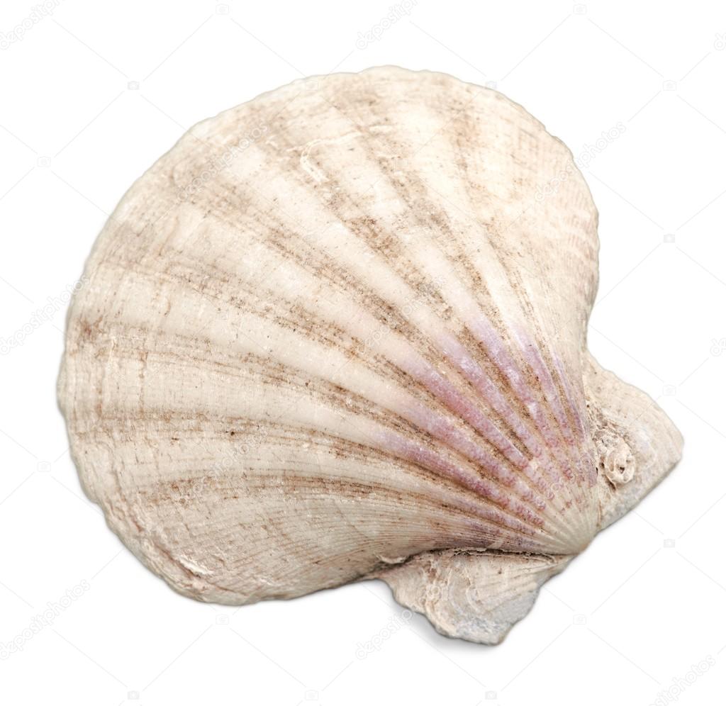 Sea shell  isolated