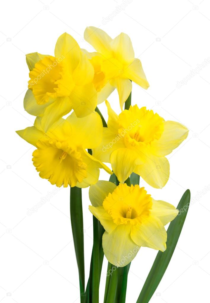 Yellow Daffodil flowers