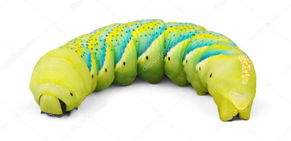 close up of the caterpillar