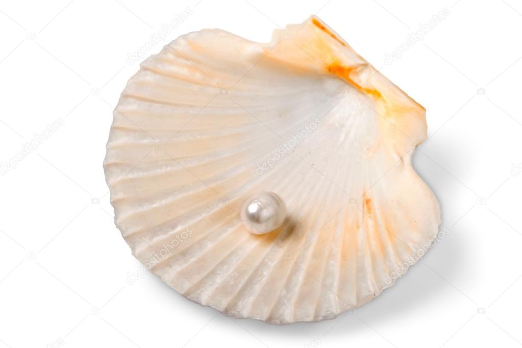 sea shell with pearl isolated