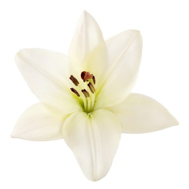 beautiful white lily 
