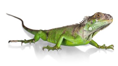 Büyük Yeşil Iguana sürüngen