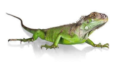Big green Iguana Reptile clipart