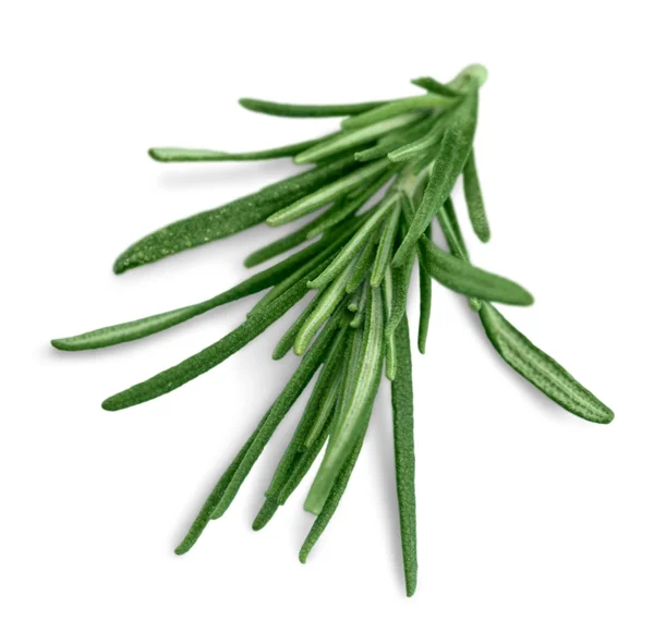 迷迭香的新鲜绿枝 — 图库照片